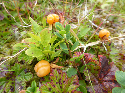 cloudberry on reine 2
