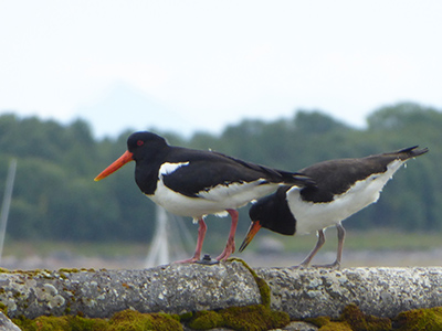 400 oystercatchers