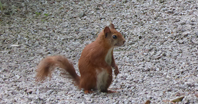 red squirrel 400