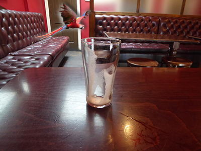 400 empty scarlett macaw copy