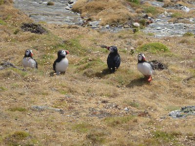 400 calf of man plastic puffins