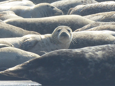 400 seals