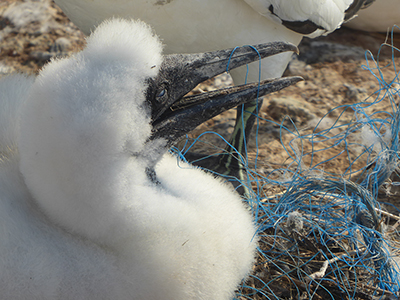 400 gannet chick plastic