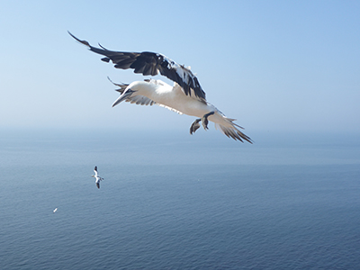 400 gannet flying