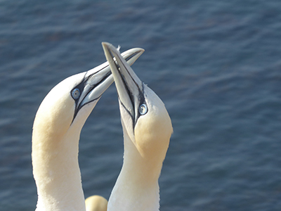 400 two gannets