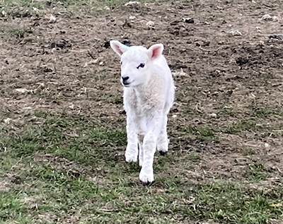 A newborn lamb in the village of Lower Dinchope.