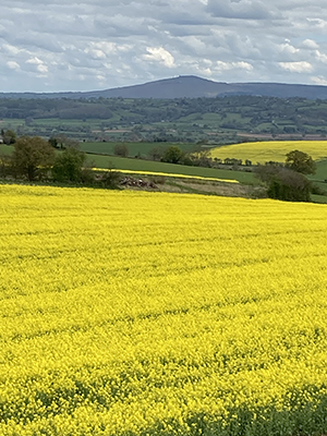 A field of rape in Shropshire.