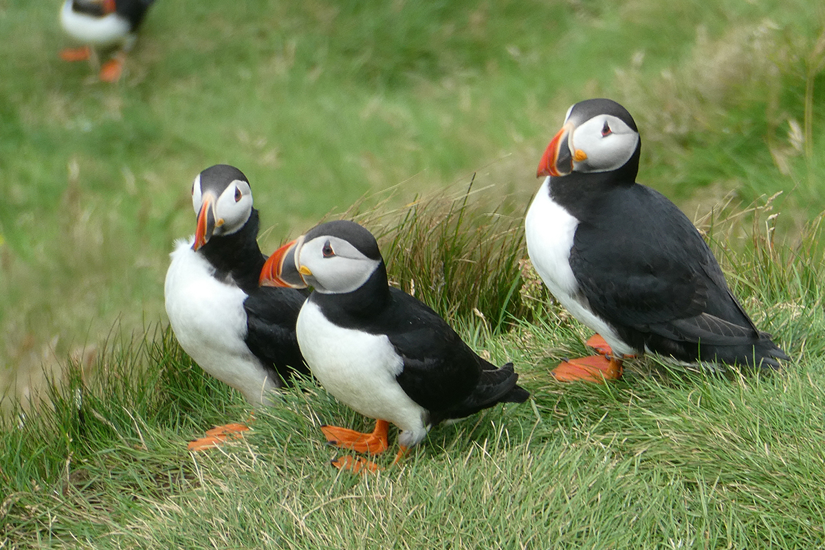 1200-puffins-on-heimaey-