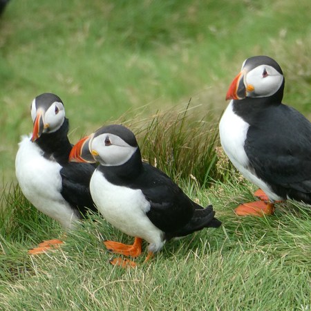A group of three puffins on Heimaey, Iceland.