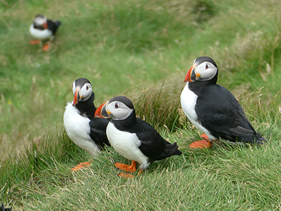 A group of puffins, Westman Islands, Iceland.