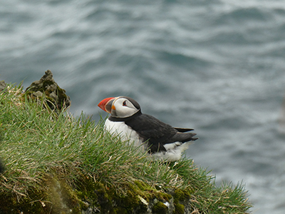 Puffin on Heimaey.