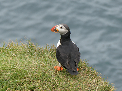 A puffin on Heimaey.