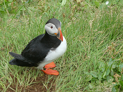 A puffin at Puffin Lookout, Heimaey.