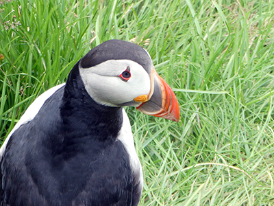 Close up of a puffin.