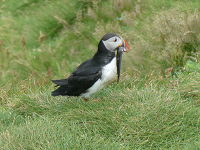 A puffin holding a sandeel in its mouth.