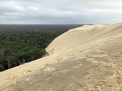 Pine forest from Dune of Pilat.