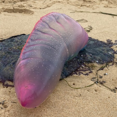 A purple stinger jellyfish washed up on the beach at Arcachon, France.