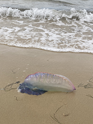 Mauve stinger jellyfish by the shore line.