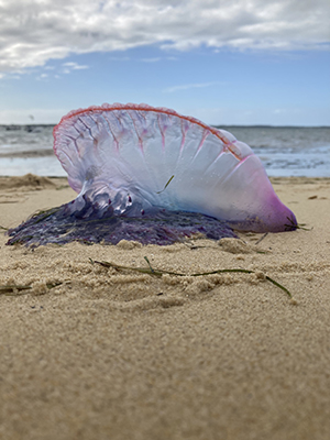 Mauve stinger jellyfish stranded on a beach.