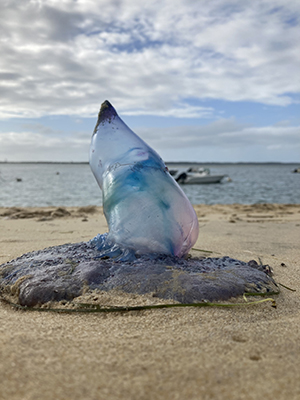 Purple stinger jellyfish close to Arcachon.