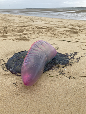 A purple stinger jellyfish.