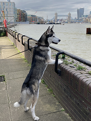 A husky dog looking over the Thames towards Tower Bridge.