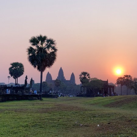 Palmyra palm trees at Angkor Wat, Cambodia at sunrise.