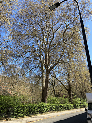 A plane tree in Bloomsbury.