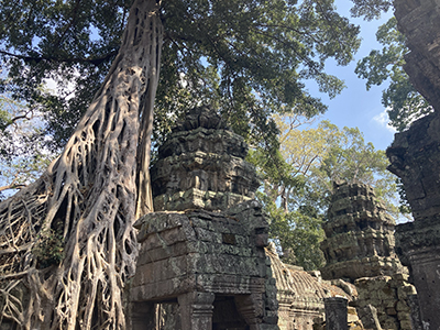 Ta Prohm, Angkor, Cambodia.